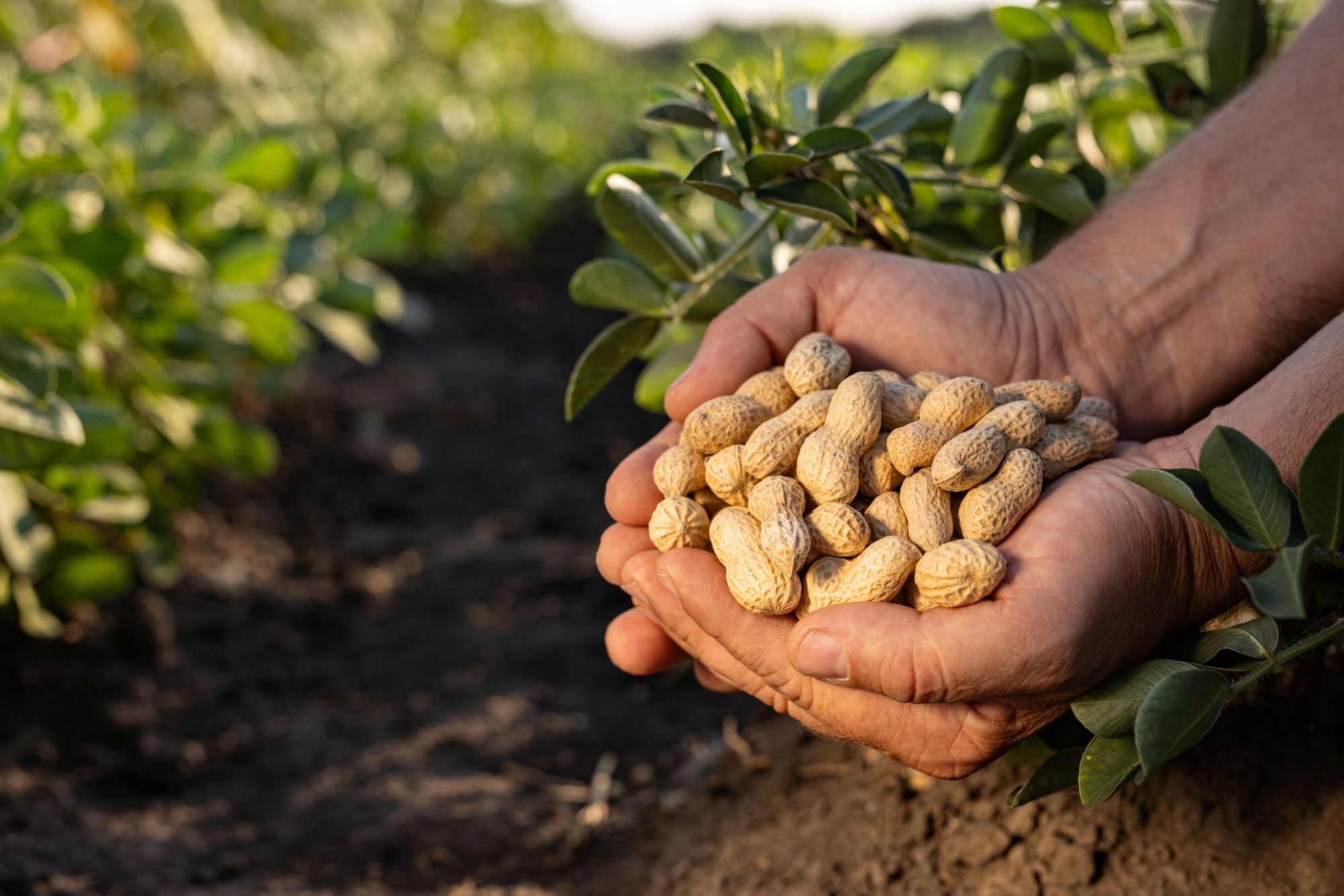 protect the peanut
